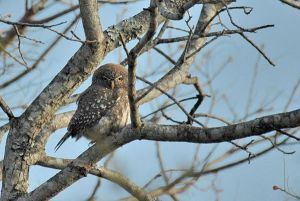 [1].pearl Spotted Owlet